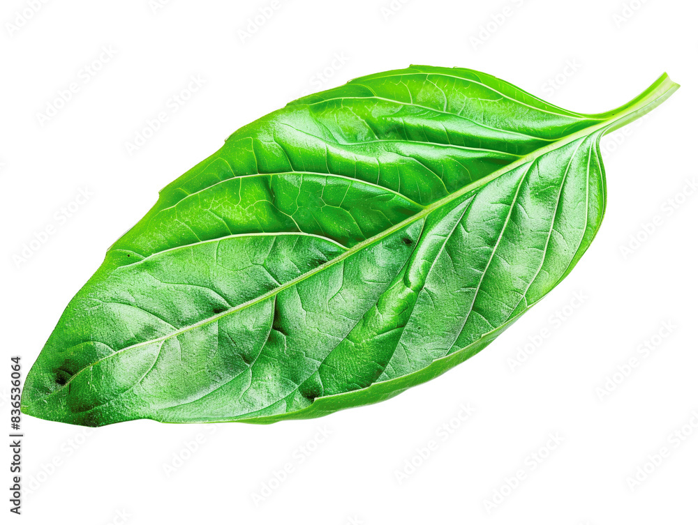 Obraz premium Fresh green basil leaf isolated on white background. Perfect for recipes, cooking, or herbal-themed designs and presentations.