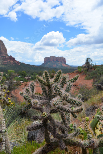 Cactus in front of mountain and valley vista in Sedona, Arizona