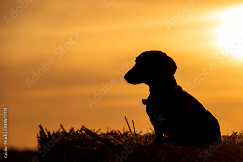 Dachshund Silhouette photo