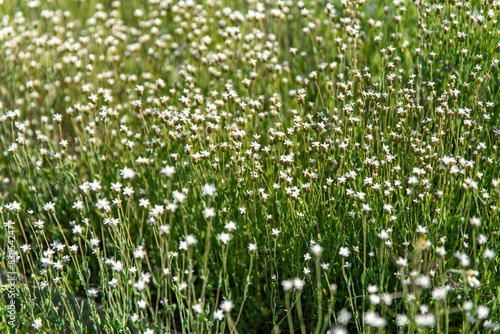 White wild flowers filling frame photo