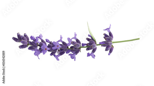 A close-up image of a single lavender flower stem, displaying vibrant purple blooms, isolated on a transparent background.