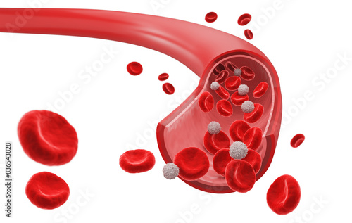 Obraz na płótnie Blood vessel with flowing Red blood and White blood cells, 3D illustration