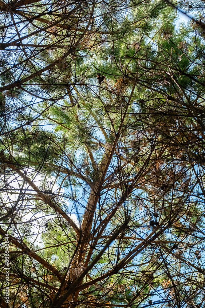 Obraz premium Looking up in the coniferous forest.