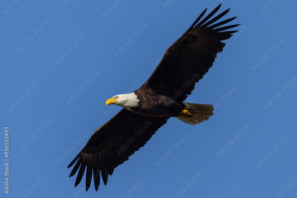 Naklejka premium Bald eagle flying, seen in the wild in North California