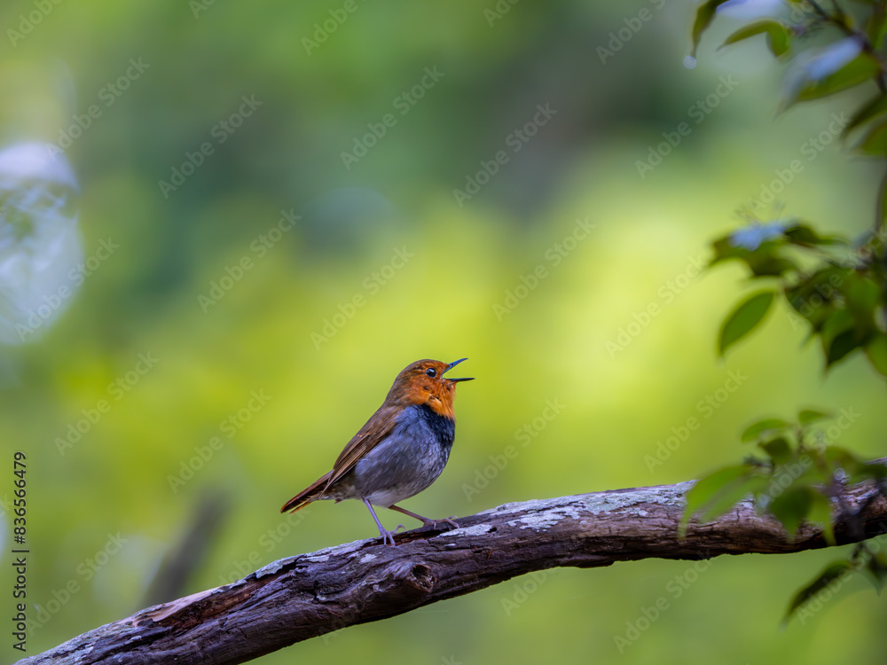 Fototapeta premium 森の中で枝に留まってさえずっているコマドリの雄