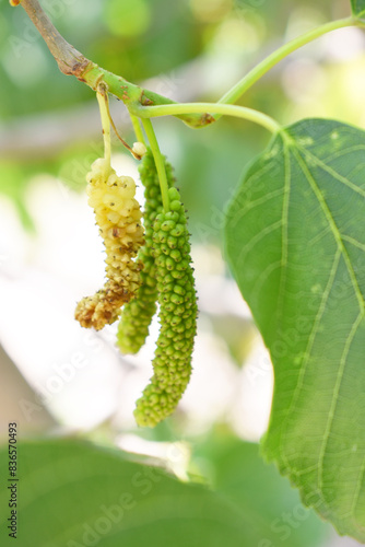 Fresh and organic mulberry fruits. Mulberry tree with ripe fruits in summer, Long mulberry on tree, Organic Delicious Long Mulberries in the garden closeup, Chakwal, Punjab, Pakistan