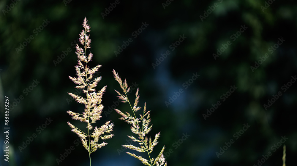 A detailed view of a plant set against a dark backdrop showcasing its features A detailed view of a plant set against a dark backdrop showcasing its features