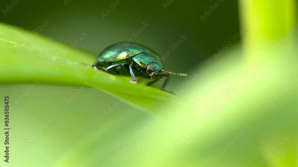 Close up of Tansy beetle (Chrysolina graminis) on a green leaf Close up of Tansy beetle (Chrysolina graminis) on a green leaf