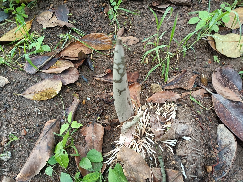 Naklejka premium When planting vegetables, the soil is compacted after planting the seeds.