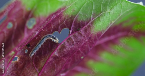 Caterpillar on fresh spinach leaf.
 photo