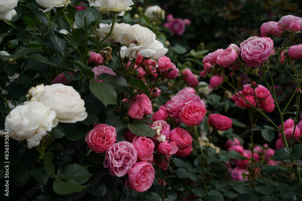 Pink Flower of Roses 'Pomponella' in Full Bloom
Pink Flower of Roses 'Pomponella' in Full Bloom