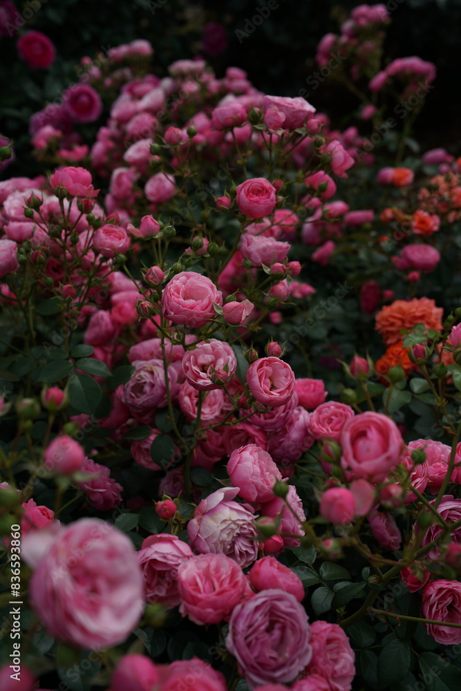 Pink Flower of Roses 'Pomponella' in Full Bloom
Pink Flower of Roses 'Pomponella' in Full Bloom