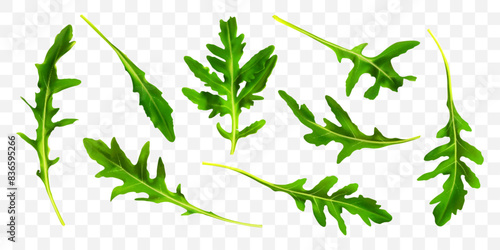 Rucola leaf isolated on transparent background. Green fresh arugula leaves collection. Realistic vector illustration