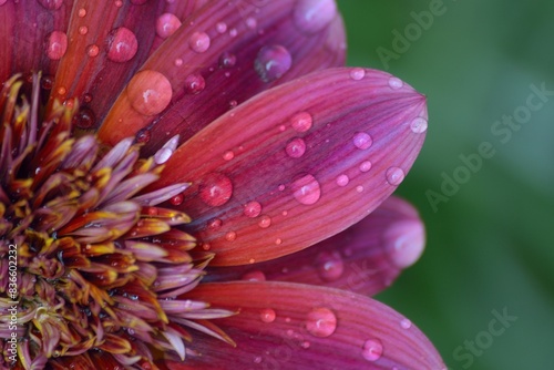 Macro texture of flower with rain droplets
