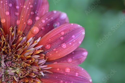 Macro texture of flower with rain droplets