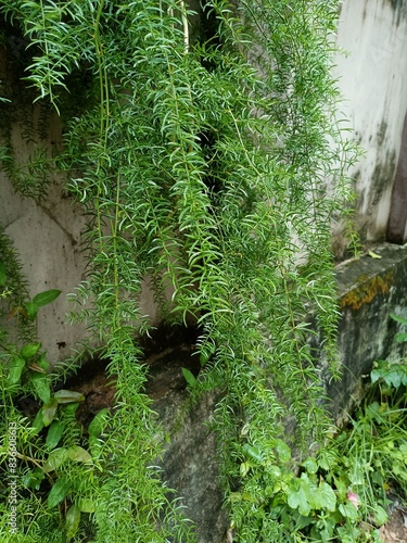 Asparagus Fern is an easy way to add something unique that is evergreen to your landscape. This plant also works great in containers and hanging baskets.