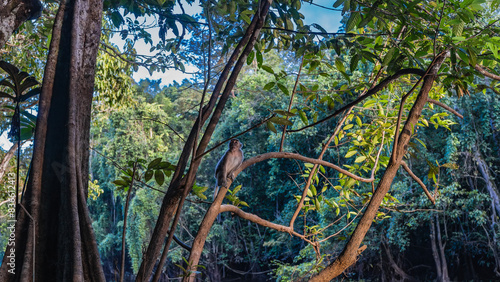 Photography A long-tailed macaque sits on a tree branch in a tropical rain forest, looking up