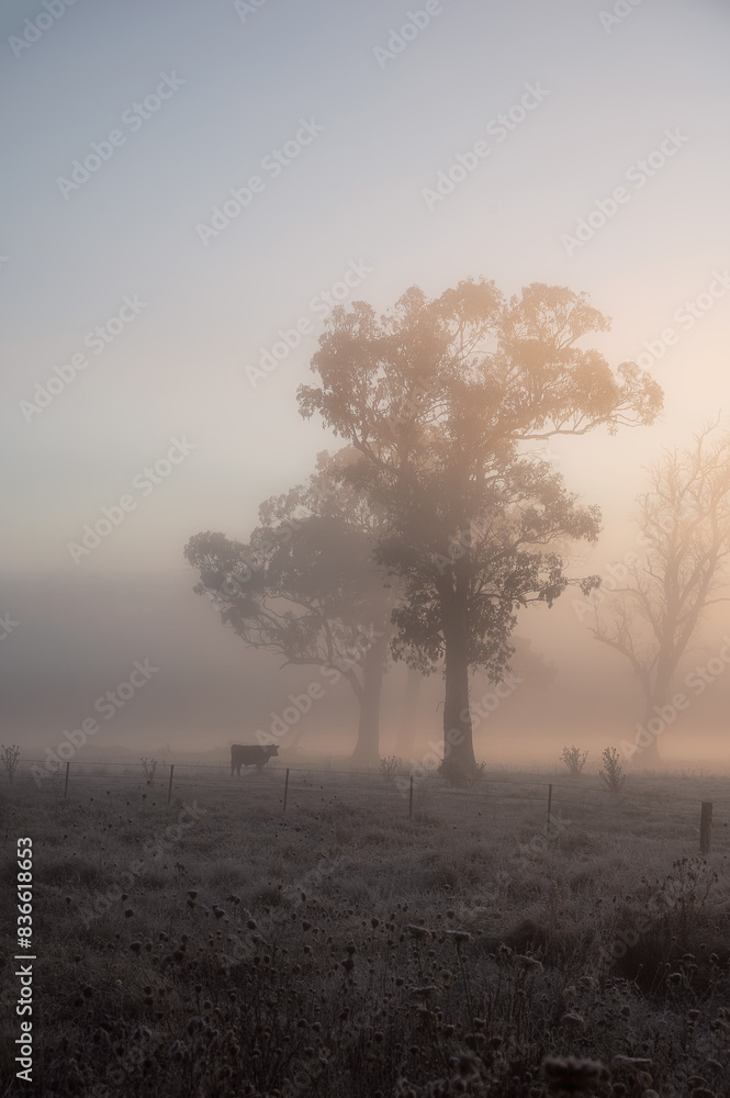 Australian outback landscape at sunrise. Australian rural scenery, Trees and cow in the country on a foggy sunrise Australian outback landscape at sunrise. Australian rural scenery, Trees and cow in the country on a foggy sunrise