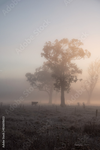 Australian outback landscape at sunrise. Australian rural scenery, Trees and cow in the country on a foggy sunrise