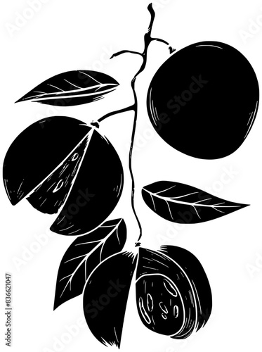 nutmeg illustration food silhouette anise logo ingredient icon pepper outline cooking indian herb seasoning spice cardamom cuisine garlic chili shape cinnamon ginger aroma for vector graphic