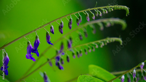 Rhynchoglossum obliquum. Rhynchoglossum is a genus of plant in family Gesneriaceae photo