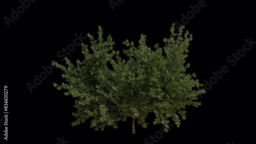 English yew Tree blowing in the wind. Wind blows the European yew Tree. Animated Taxus baccata Tree swaying in the wind with Transparent Background. Alpha Channel. Loop Animation photo