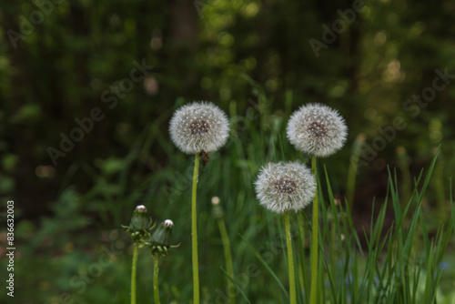 three dandelions have flowered and two will flower soon