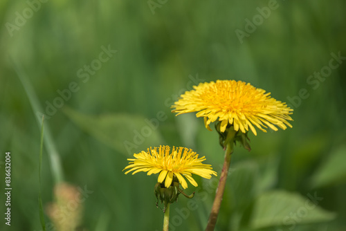 two yellow dandelions on a green background