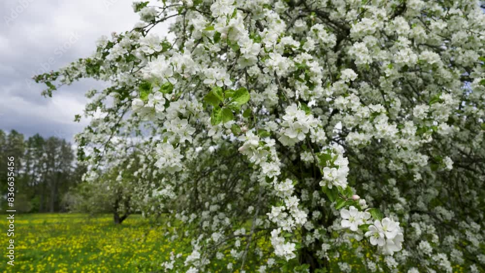 Apple orchard on a sunny spring day. Yellow dandelions on green grass. White flowers against a blue sky with clouds. Latvia Apple orchard on a sunny spring day. Yellow dandelions on green grass. White flowers against a blue sky with clouds. Latvia
