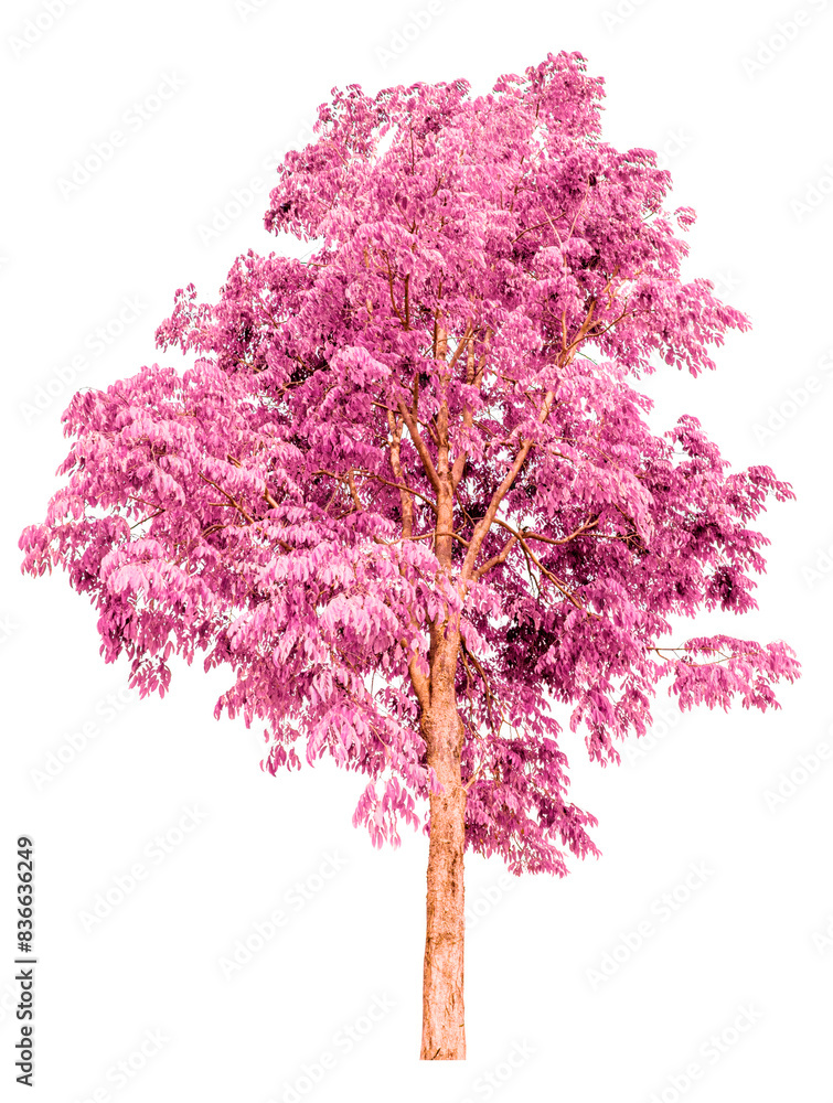Fototapeta premium Pink Tree Isolated On White Background