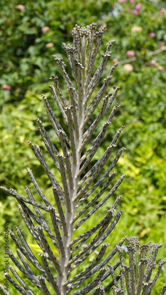 Kalanchoe delagoensis known as Bryophyllum delagoense or mother of millions or chandelier plant Kalanchoe delagoensis known as Bryophyllum delagoense or mother of millions or chandelier plant