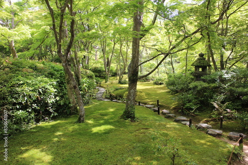 Fresh green in Okochi-sanso Garden, Kyoto, Japan photo