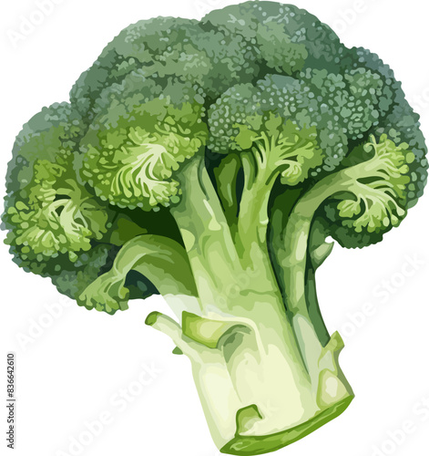 Broccoli clipart design illustration