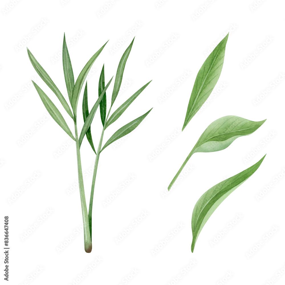 Fototapeta premium Ginger and turmeric green leaves watercolor illustration set isolated on white background in simple style. Organic herbal foliage or grass for natural cosmetics and food designs