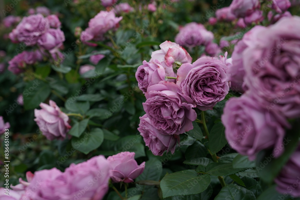 Light Purple Flower of Roses 'Kinda Blue' in Full Bloom
Light Purple Flower of Roses 'Kinda Blue' in Full Bloom