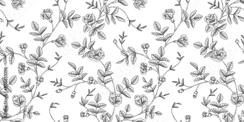 Butterfly pea floral pattern black and white illustration