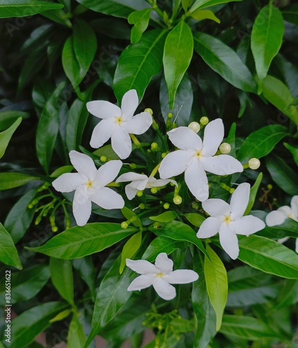 Jasminum Grandiflorum is the best plant to get if you enjoy white, fragrant blossoms