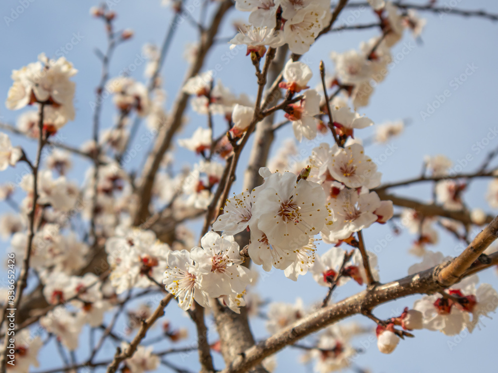 White apricot flowers in spring. A flowering tree in front of the house. Branches of a fruit tree with white flowers on a blue sky background. Background of white plum blossoms. White apricot flowers in spring. A flowering tree in front of the house. Branches of a fruit tree with white flowers on a blue sky background. Background of white plum blossoms.