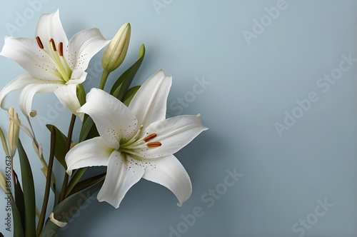 White lilies with light blue background