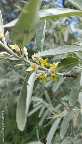 Wild olive blossom 