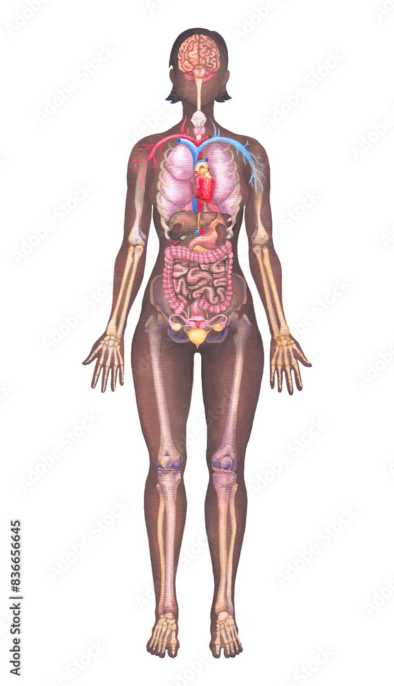 Detailed watercolor illustration of a male human internal organs, skeletal and cardiovascular system Detailed watercolor illustration of a male human internal organs, skeletal and cardiovascular system