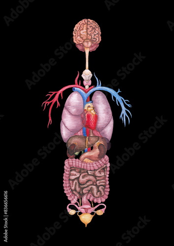 Detailed watercolor illustration of a female human internal organs and cardiovascular system