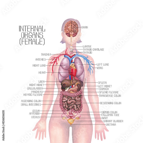 Detailed watercolor illustration of a female human internal organs and cardiovascular system