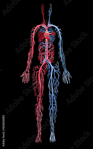 Illustration showing human circulatory system with red arteries and blue veins