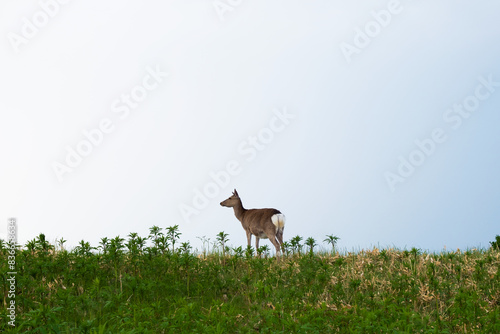 丘の上に立つ一頭のエゾシカ、知床フレペの滝遊歩道