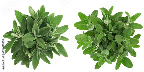 Sage Plant Set View Isolated on Transparent or White Background, PNG