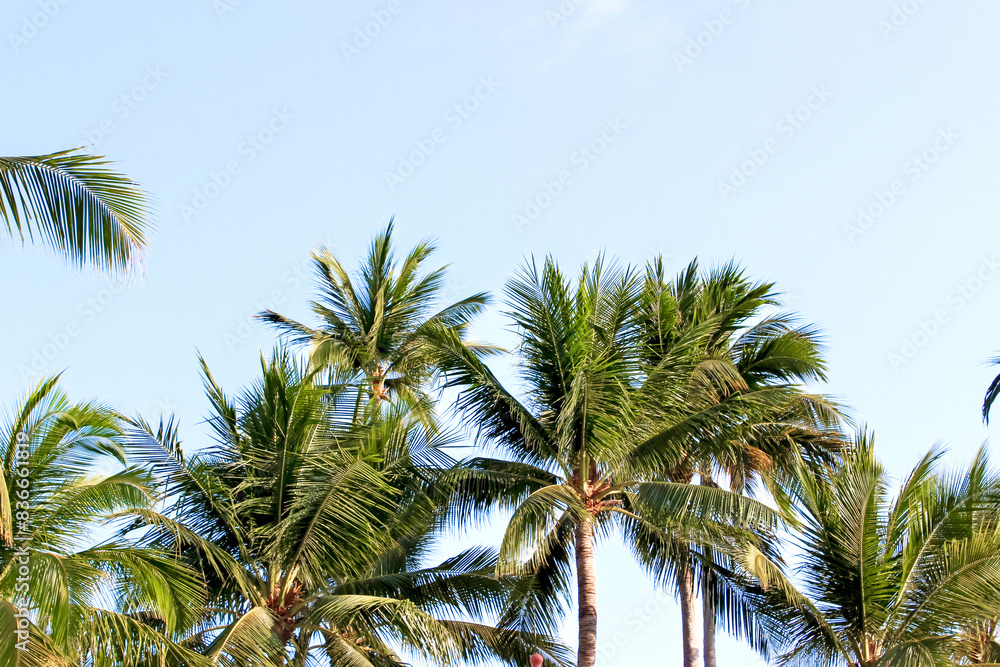 The image captures the beauty of green palm trees under a clear blue sky in a tropical paradise The image captures the beauty of green palm trees under a clear blue sky in a tropical paradise
