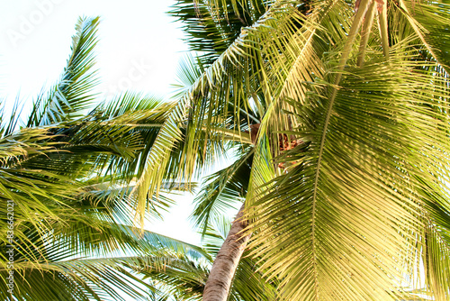 Sunlit Palm Leaves sway against Blue Sky in a Tropical Vacation Paradise with serene atmosphere