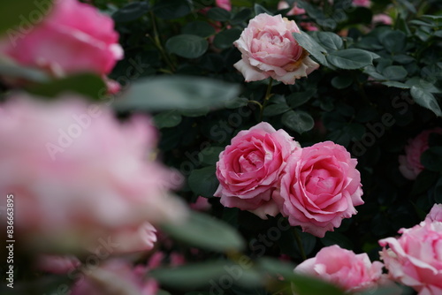 Light Pink Flower of Roses 'History' in Full Bloom
