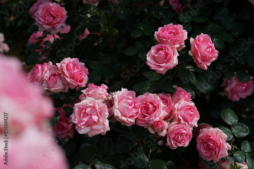 Light Pink Flower of Roses 'History' in Full Bloom
